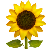 Safe Natural Oils